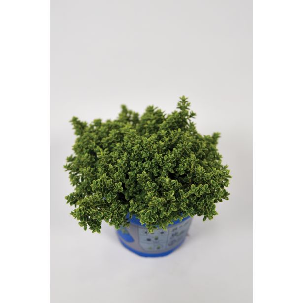 TRAJNICA HEBE, JETIČNIK ARMSTRONGI GREEN BOYS MIX