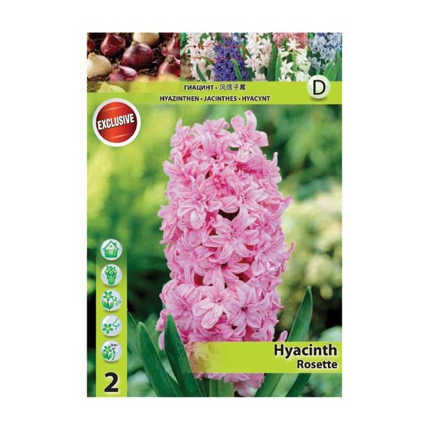 POMLADI CVETOČA ČEBULICA HOLLAND BULB MARKET HIACINTA ROSETTE 15/16 2 KOS