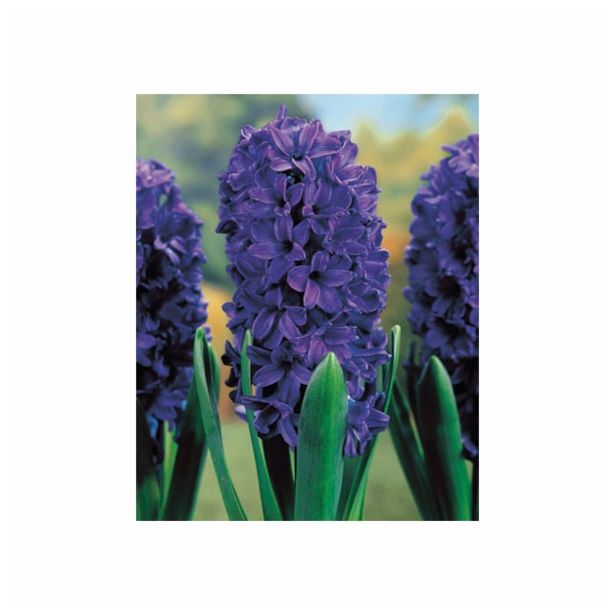 POMLADI CVETOČA ČEBULICA HOLLAND BULB MARKET HIACINTA SINGLE MARIE 15/16 3KOS