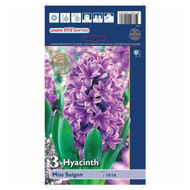 POMLADI CVETOČA ČEBULICA HOLLAND BULB MARKET HIACINTA SINGLE MISS SAIGON 15/16 3KOS