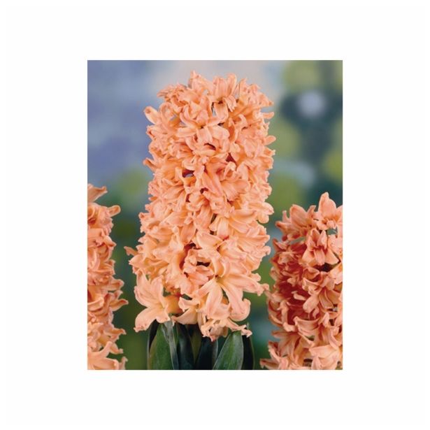 POMLADI CVETOČA ČEBULICA HOLLAND BULB MARKET HIACINTA SINGLE ODYSSEUS 15/16 3KOS