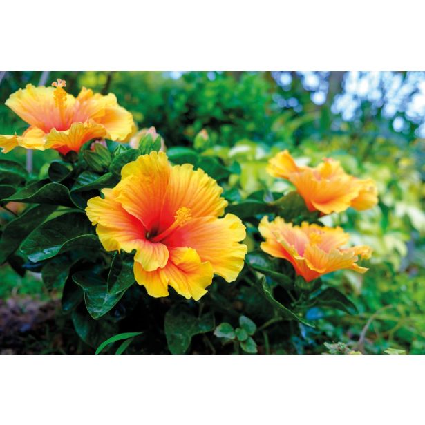 CVETOČA SOBNA RASTLINA HIBISKUS