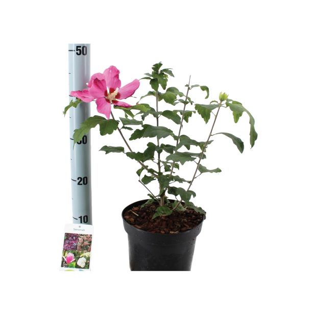 HIBISKUS GRMASTI OSLEZ L19