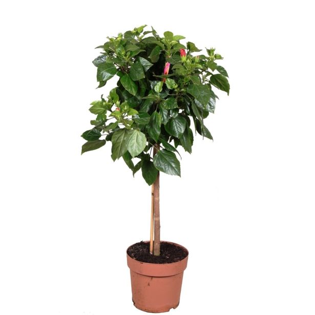 HIBISKUS NA STEBLU L19 MIX