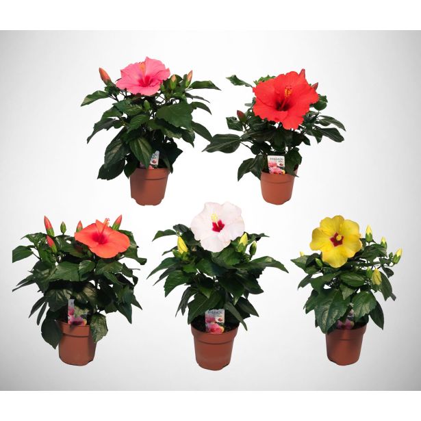 HIBISKUS SINENSIS MIX L13