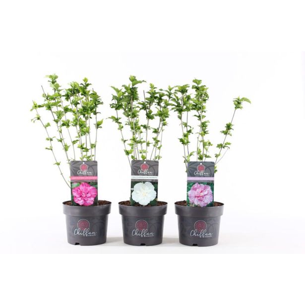 HIBISKUS Z DVOJNIMI CVETOVI (CHIFFON) L19 CM