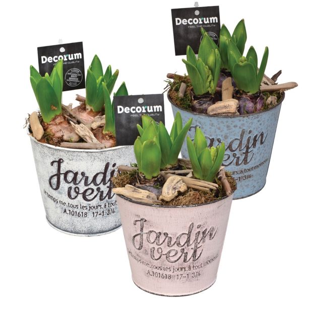 CVETOČA SOBNA RASTLINA HIJACINTA L 13