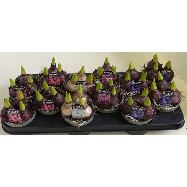 CVETOČA SOBNA RASTLINA HIJACINTA MIX L11