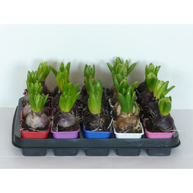 CVETOČA SOBNA RASTLINA HIJACINTA MIX L7