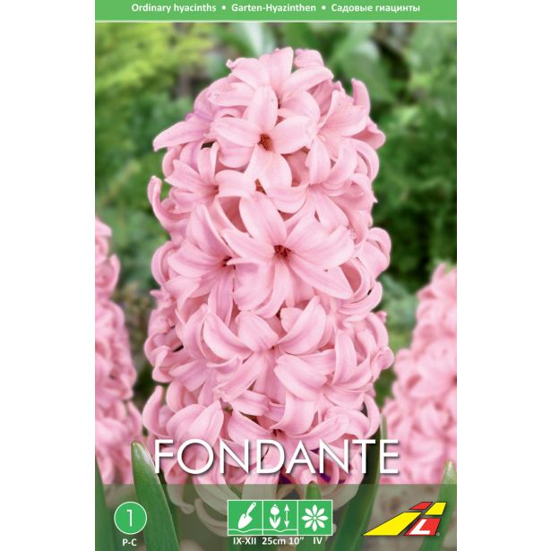 HIJACINTA ROZA FONDANTE