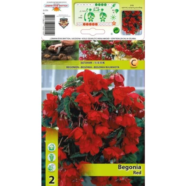 HOLLAND BULB MARKET BEGONIJA RED PENDULA