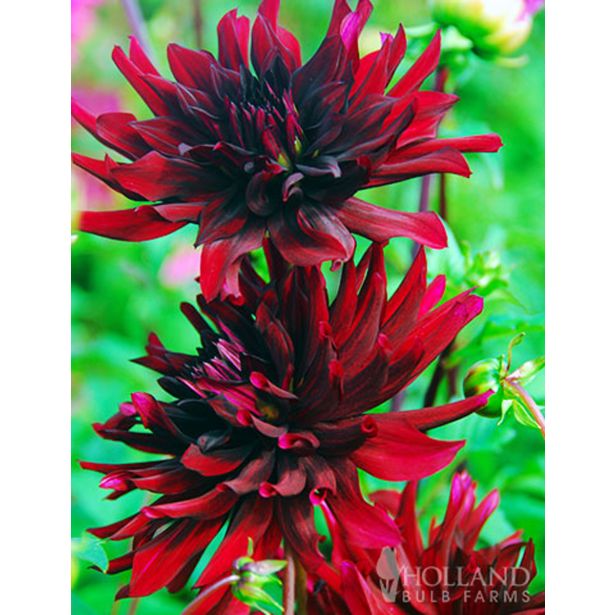 HOLLAND BULB MARKET DALIJA NUIT D'ETE CACTUS