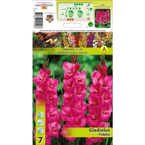 HOLLAND BULB MARKET GLADIOLA FIDELIO