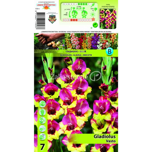 HOLLAND BULB MARKET GLADIOLA VASTO