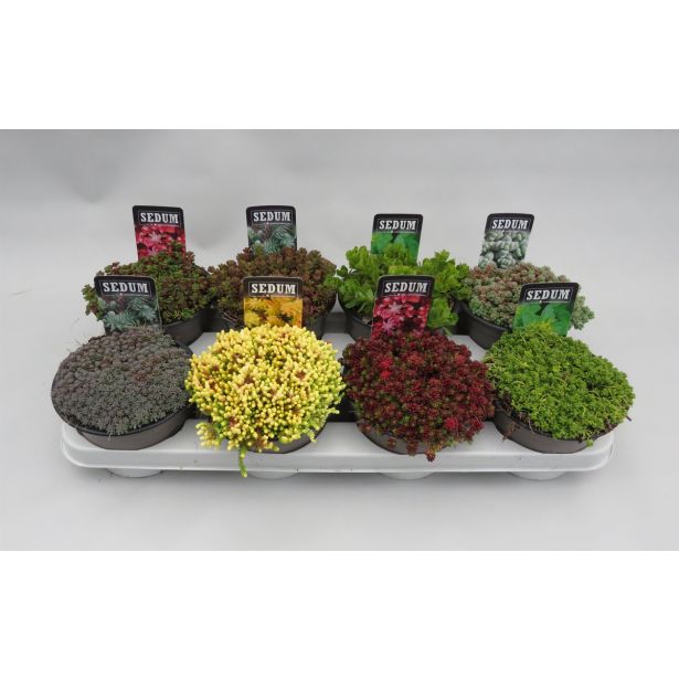 HOMULICA SEDUM MIX L14