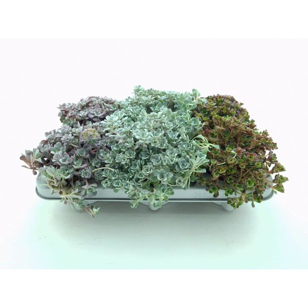 HOMULICA ŠIROKOLISTNA HOMULICA