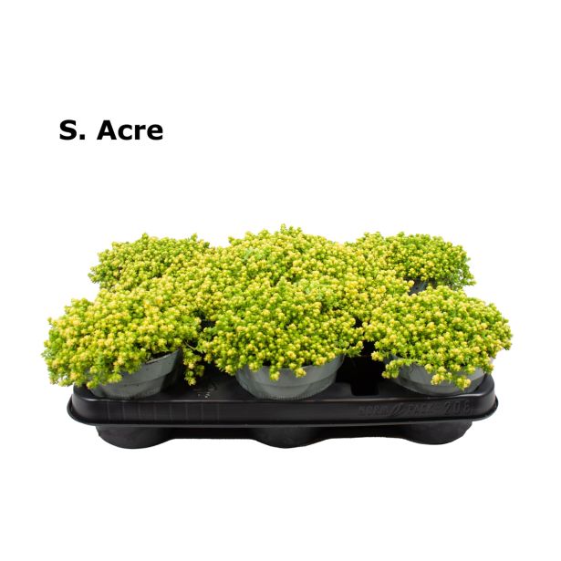 HOMULICA YELLOW QUEEN L12