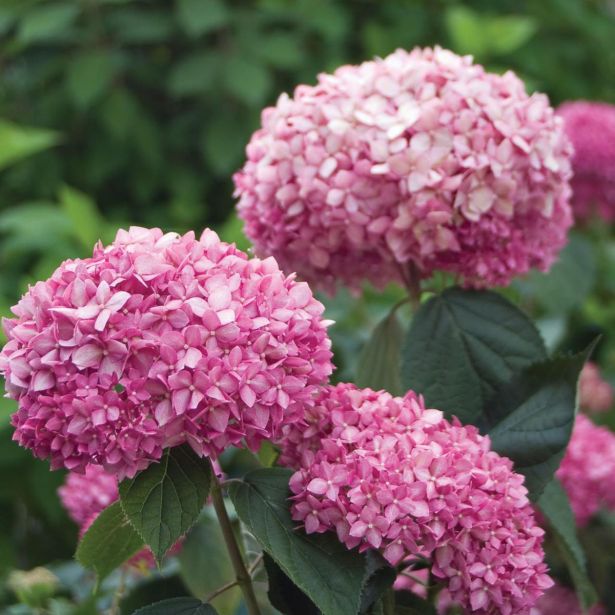 HORTENZIJA ARBORESCENS PINK ANNABELLE L19 CM