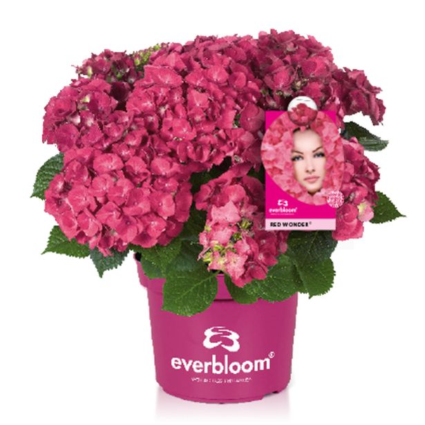 HORTENZIJA EVERBLOOM L23 CM