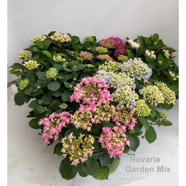 HORTENZIJA HORTENZIJA HOVARIA MIX L19