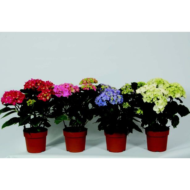 HORTENZIJA HORTENZIJA L15