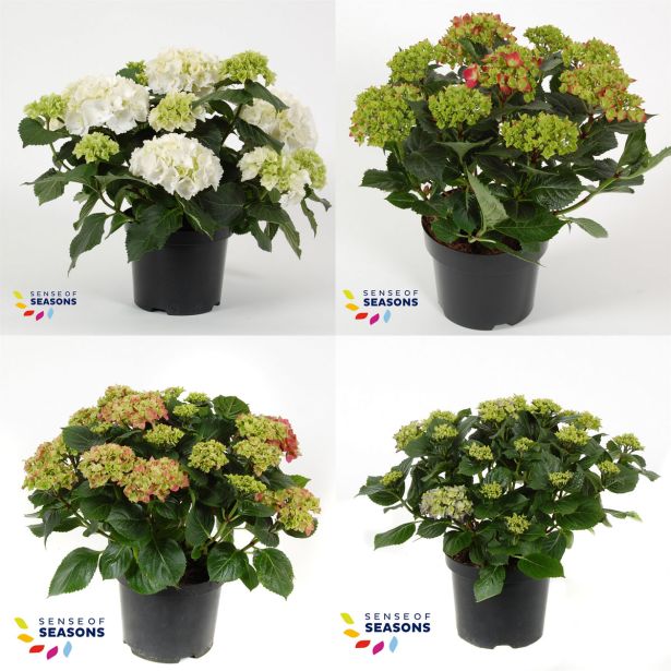 HORTENZIJA HORTENZIJA MACR. MIX L19