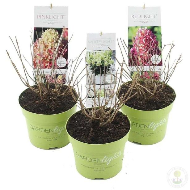 HORTENZIJA LATASTA GARDEN LIGHTS L17