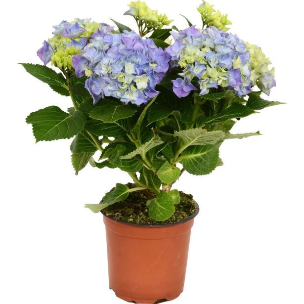 HORTENZIJA LATASTA GARDEN LIGHTS L17