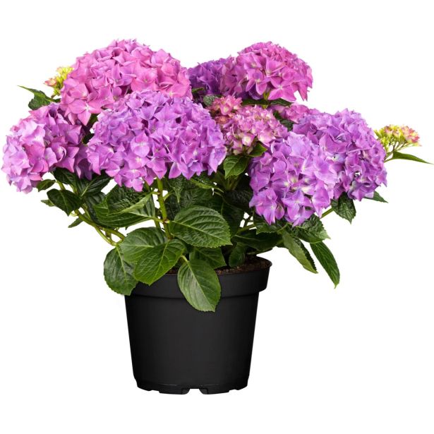 HORTENZIJA LATASTA GARDEN LIGHTS L17