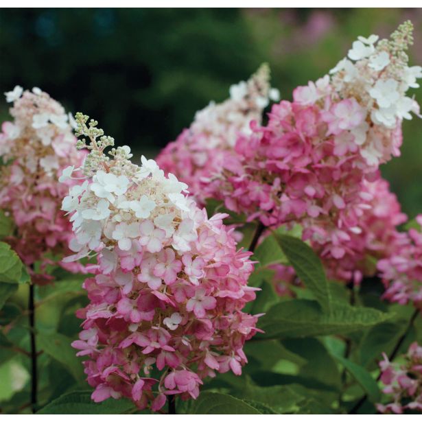 HORTENZIJA LATASTA MIX L17 PANICULATA
