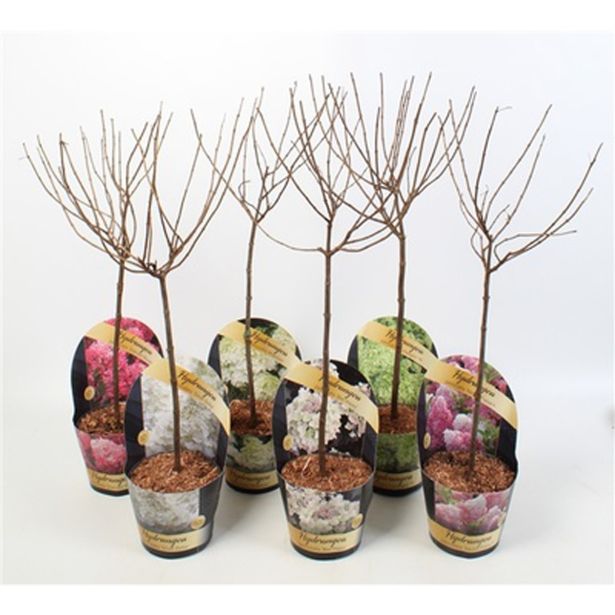 HORTENZIJA LATASTA MIX NA STEBLU L17