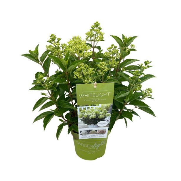 HORTENZIJA LATASTA (PANICULATA) L26 CM