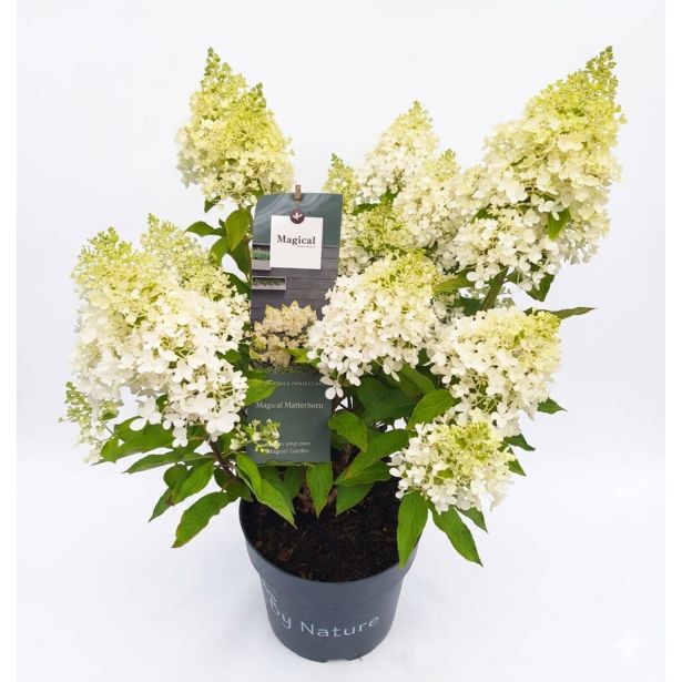 HORTENZIJA LATASTA (PANICULATA) L23 CM