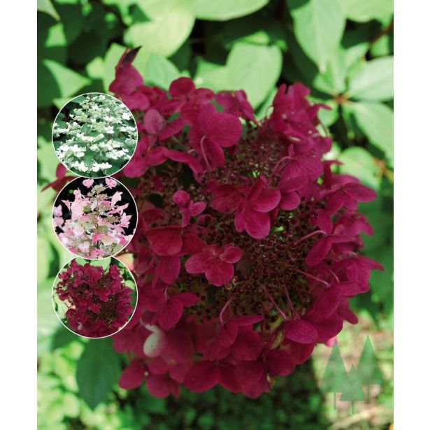 HORTENZIJA LATASTA WIMS RED L19 CM