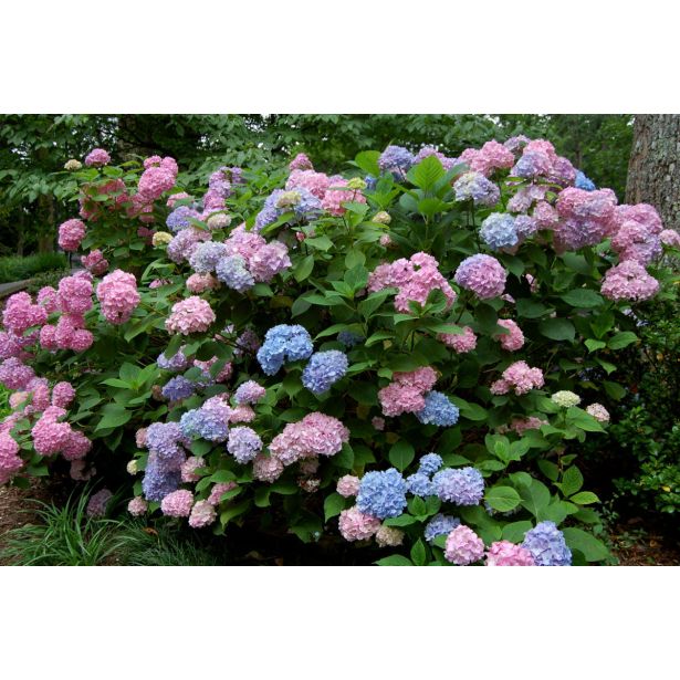 HORTENZIJA MACROPHYLA MOPHEAD L17 MIX