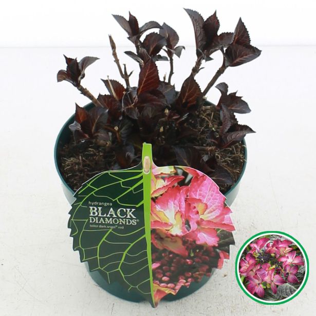 HORTENZIJA MACROPHYLLA BLACK DIAMOND L17
