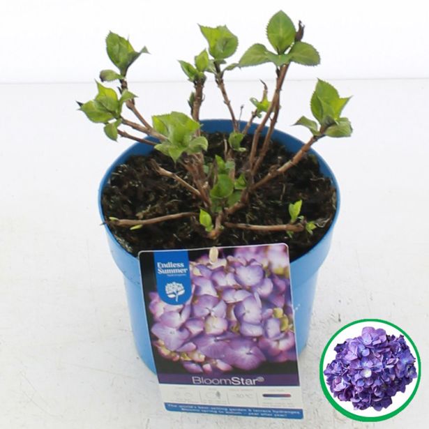 HORTENZIJA MACROPHYLLA BLOOM STAR L17