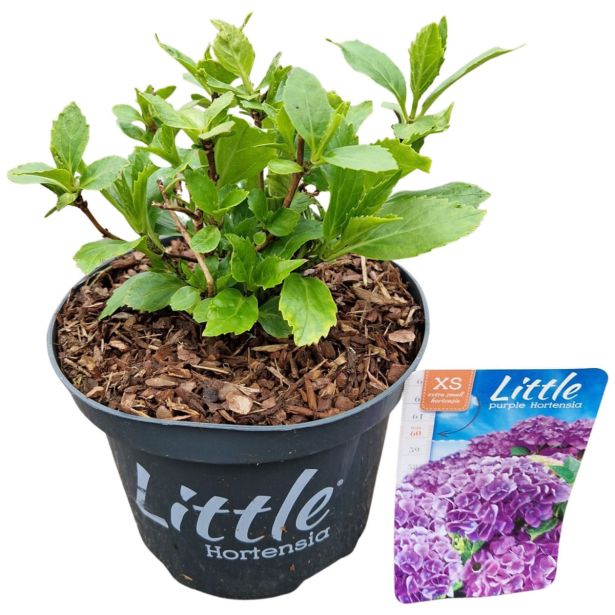 HORTENZIJA MACROPHYLLA LITTLE PURPLE L17