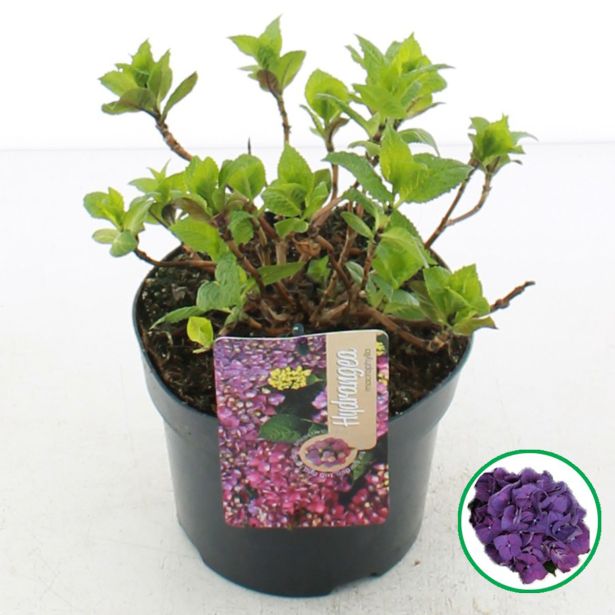HORTENZIJA MACROPHYLLA PAARS L17