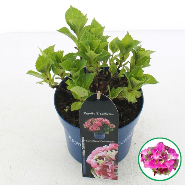 HORTENZIJA MACROPHYLLA ROYALTY LADY L17