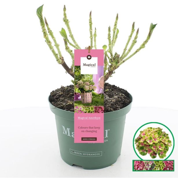 HORTENZIJA MAGICAL AMETHYST L23