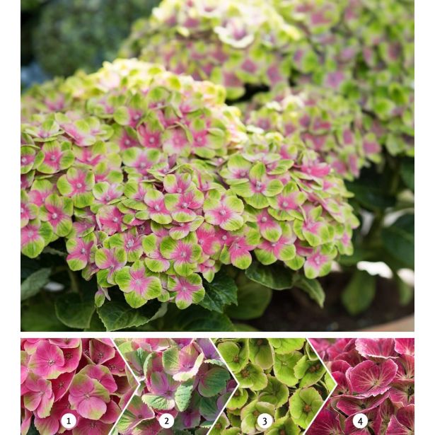 HORTENZIJA MAGICAL AMETHYST L23