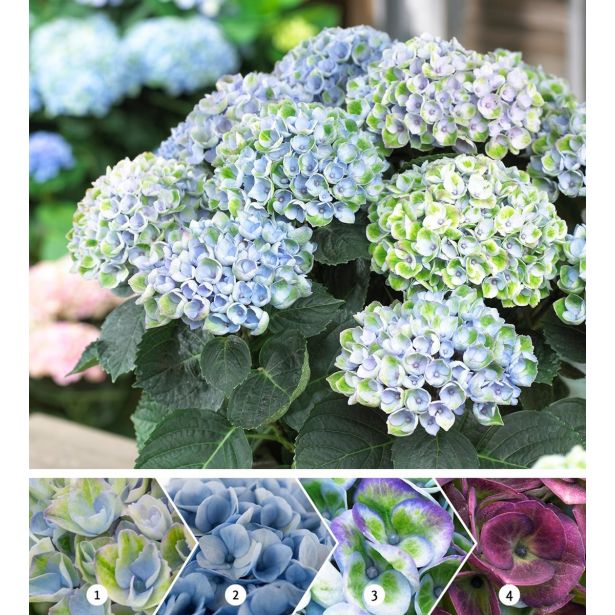 GRM HORTENZIJA MAGICAL EVOLUTION BLUE L14