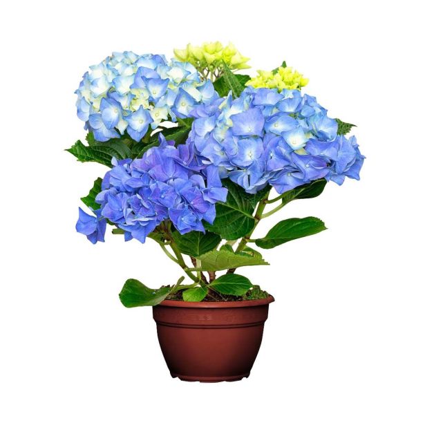 HORTENZIJA MIX L14 V35 CM MAGICAL REVOLUTION