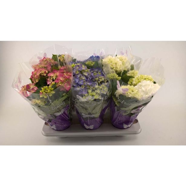 HORTENZIJA MIX L14 VIŠ 40 CM