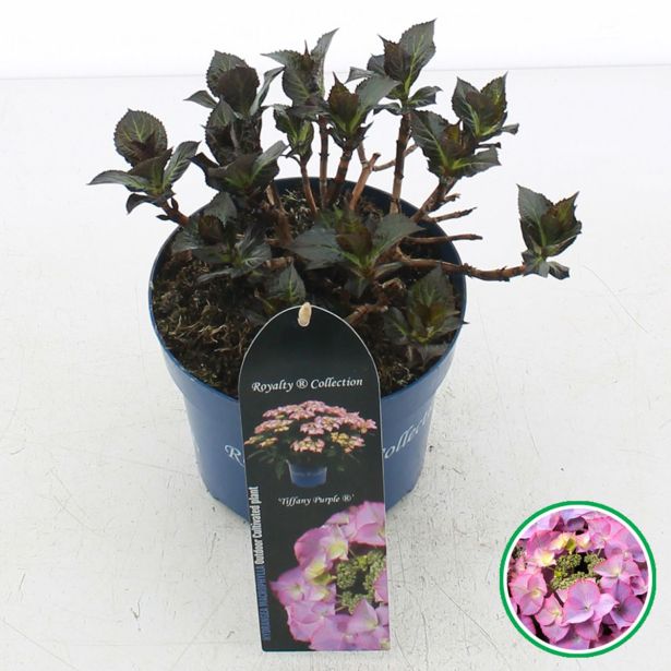 HORTENZIJA TELLER ROYALTY TIFFANY BELA L19