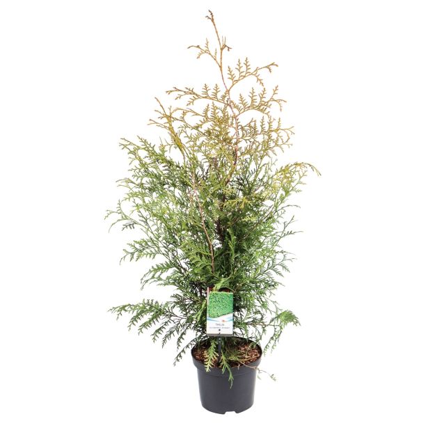 IGLAVEC AMERIŠKI KLEK