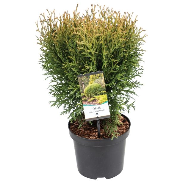 TUJA AMERIŠKI KLEK L19