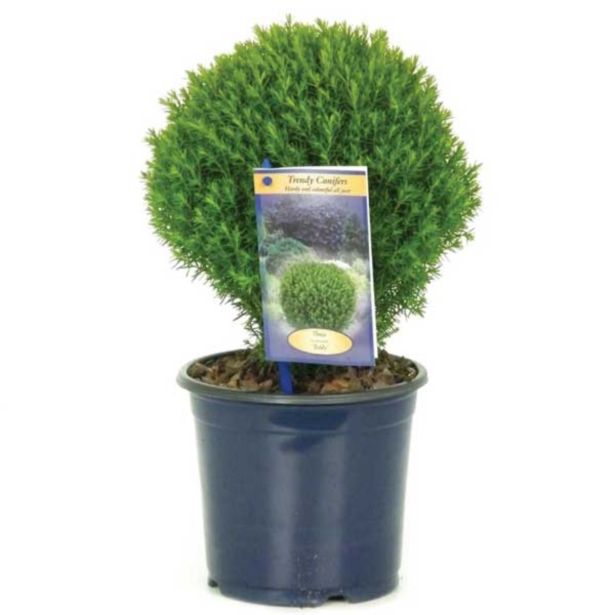 IGLAVEC AMERIŠKI KLEK TEDDY