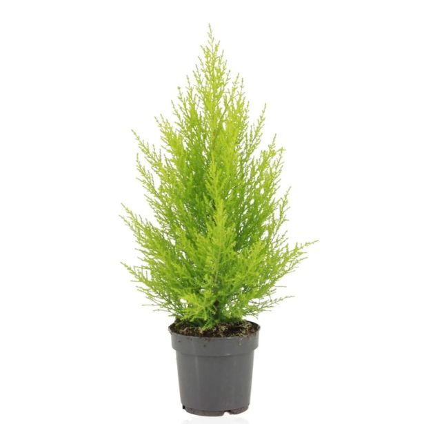 IGLAVEC CIPRESA GOLDCREST WILMA POT 10.5